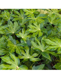 Fatsia japonica Murakumo-Nishiki (3lt) Fatsia japonica Murakumo-Nishiki (3lt)