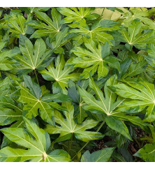 Fatsia japonica Murakumo-Nishiki (3lt)