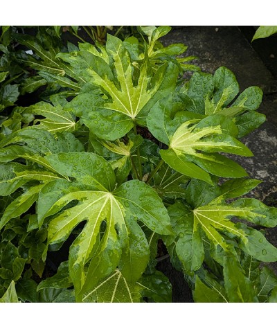 Fatsia japonica Murakumo-Nishiki (3lt)