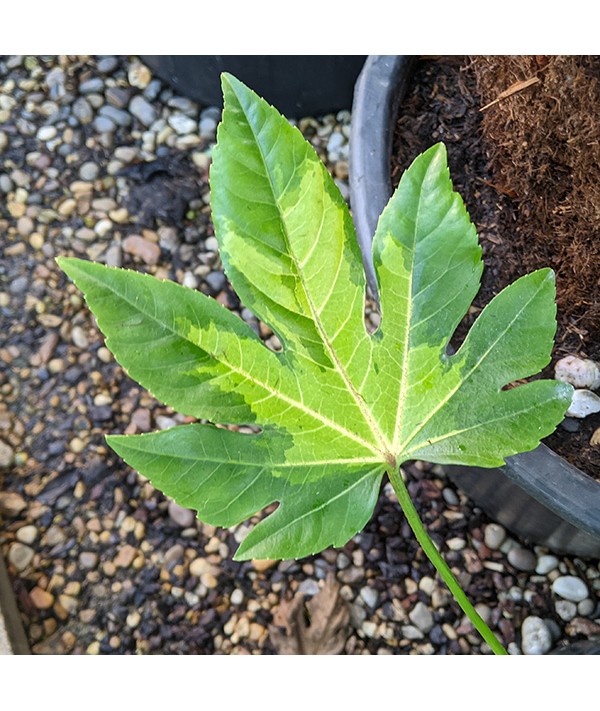 Fatsia japonica Murakumo-Nishiki (3lt)