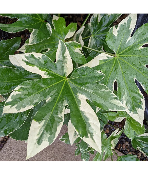 Fatsia japonica Variegata (2lt)