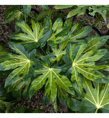 Fatsia japonica Murakumo-Nishiki (3lt)