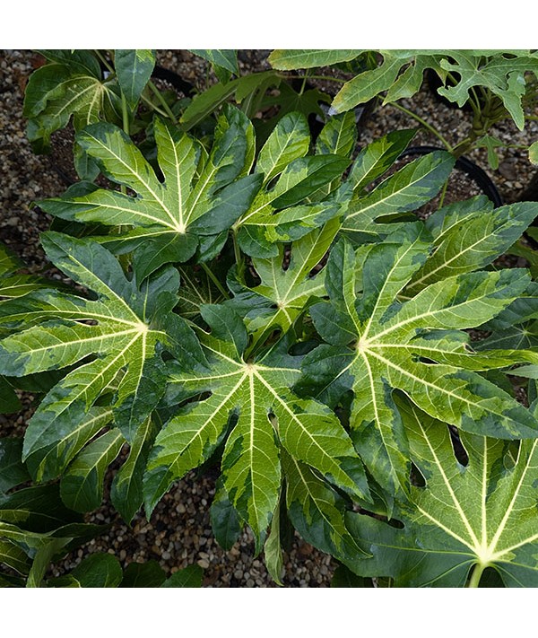 Fatsia japonica Murakumo-Nishiki (10lt)