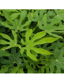 Fatsia polycarpa Needham's Form (2lt) Fatsia polycarpa Needham's Form (2lt)