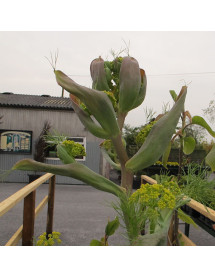 Ferula communis (3lt) Ferula communis (3lt)