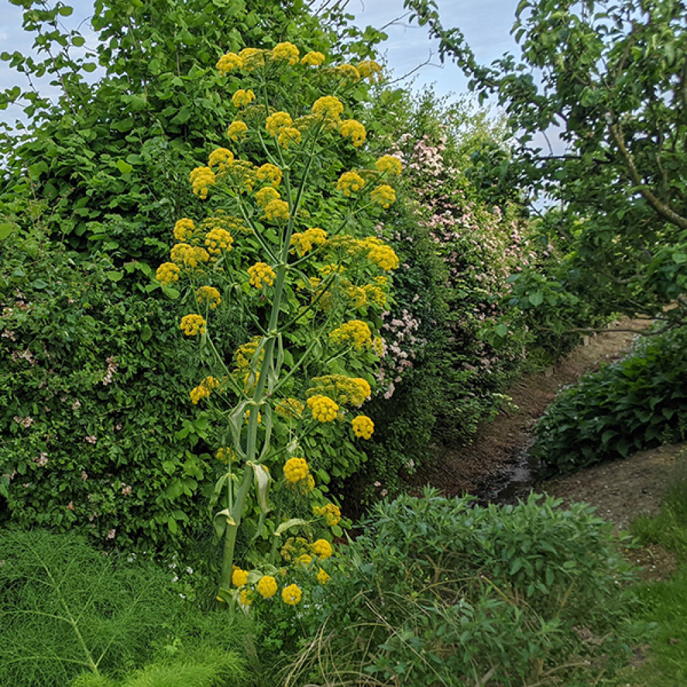 Ferula communis (1.5lt) Ferula communis (1.5lt)