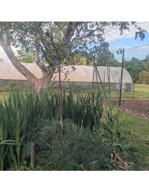 Ferula communis subsp. glauca (2lt) Ferula communis subsp. glauca (2lt)