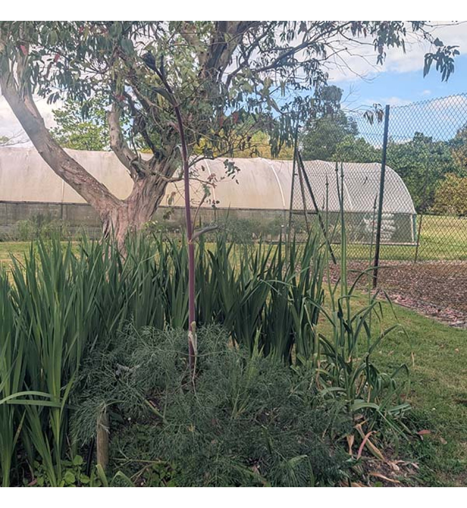 Ferula communis subsp. glauca (2lt)