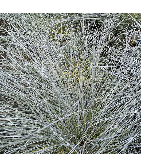 Festuca glauca Intense Blue (2lt) Festuca glauca Intense Blue (2lt)