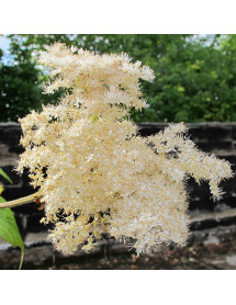 Filipendula camtschatica (3lt)