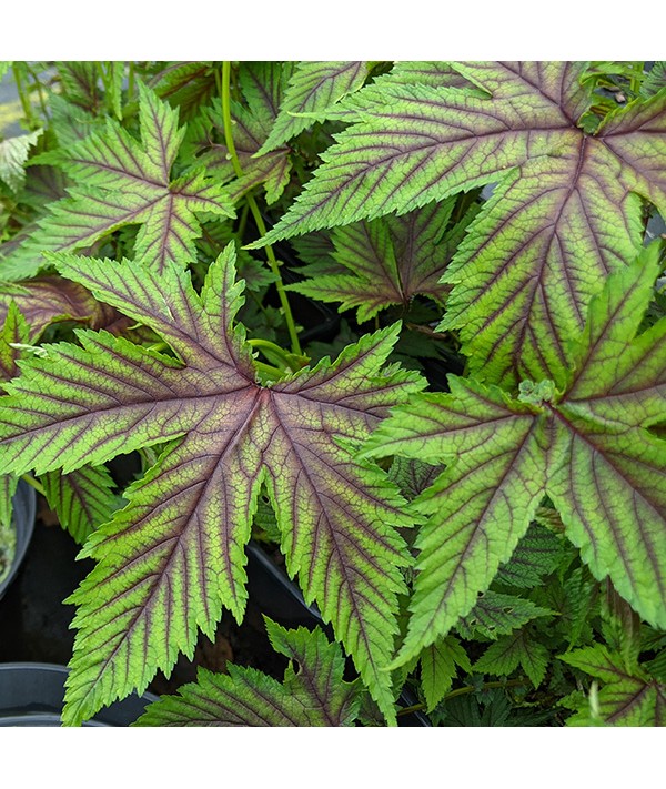 Filipendula Red Umbrellas (3lt)