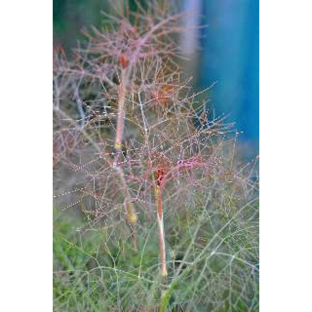 Foeniculum vulgare Purpureum (0.8lt)