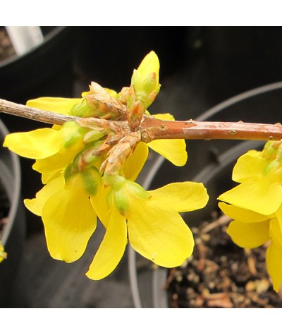 Forsythia x intermedia Lynwood Variety (2lt)