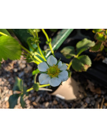 Fragaria x ananassa Florence (9cm)