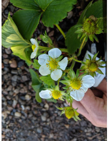 Fragaria Hapil (Strawberry)(0.75lt)
