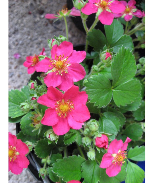 Fragaria Red Ace (2lt)