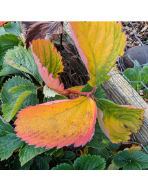 Fragaria sonata (2lt)