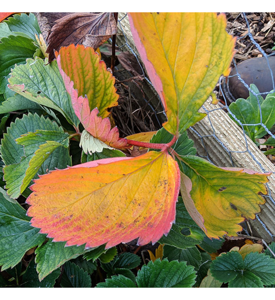 Fragaria sonata (2lt)