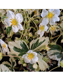Fragaria x ananassa Variegata (0.8lt)