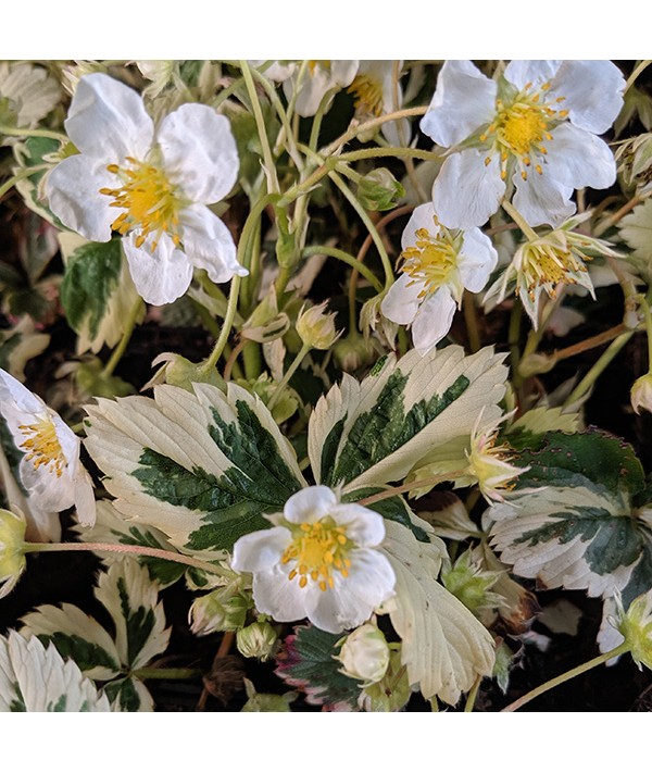 Fragaria x ananassa Variegata (2lt) Fragaria x ananassa Variegata (2lt)