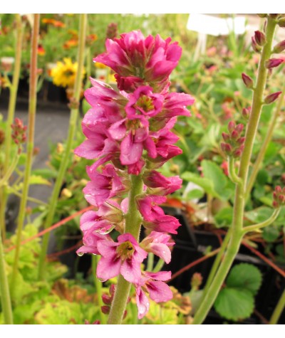 Francoa sonchifolia (2lt)