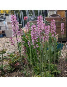 Francoa sonchifolia (1lt)