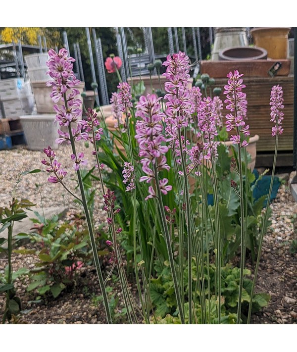 Francoa sonchifolia (2lt)