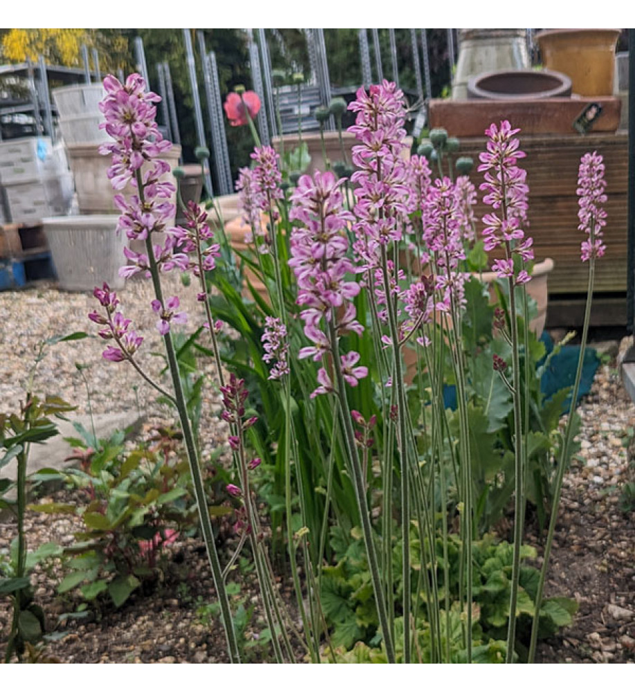 Francoa sonchifolia (1lt)
