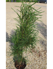 Frangula alnus Fine Line (10lt)