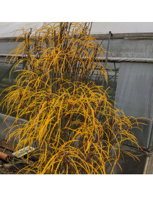 Frangula alnus Fine Line (10lt)