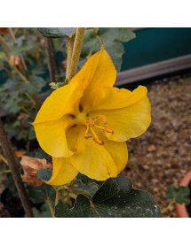 Fremontodendron California Glory (3lt) Fremontodendron California Glory (3lt)