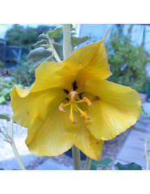 Fremontodendron California Glory (3lt) Fremontodendron California Glory (3lt)