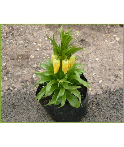 Fritillaria imperialis Maxima Lutea  (bulb)