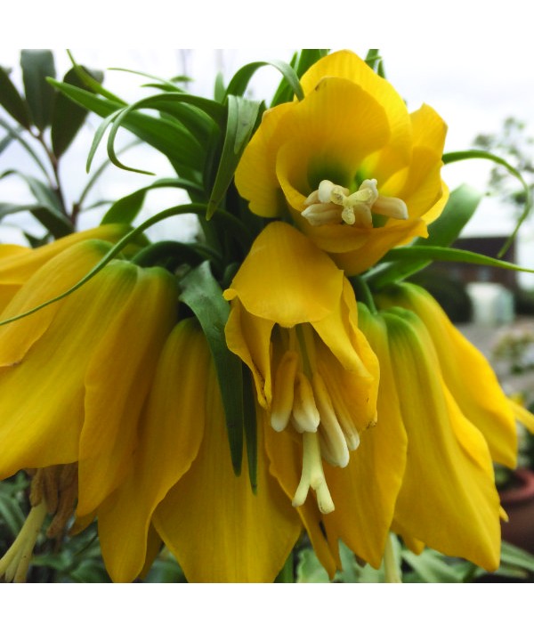 Fritillaria imperialis Maxima Lutea  (bulb)