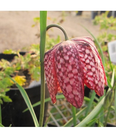 Fritillaria meleagris (0.75lt)