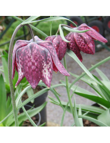 Fritillaria meleagris (20 x bulb)
