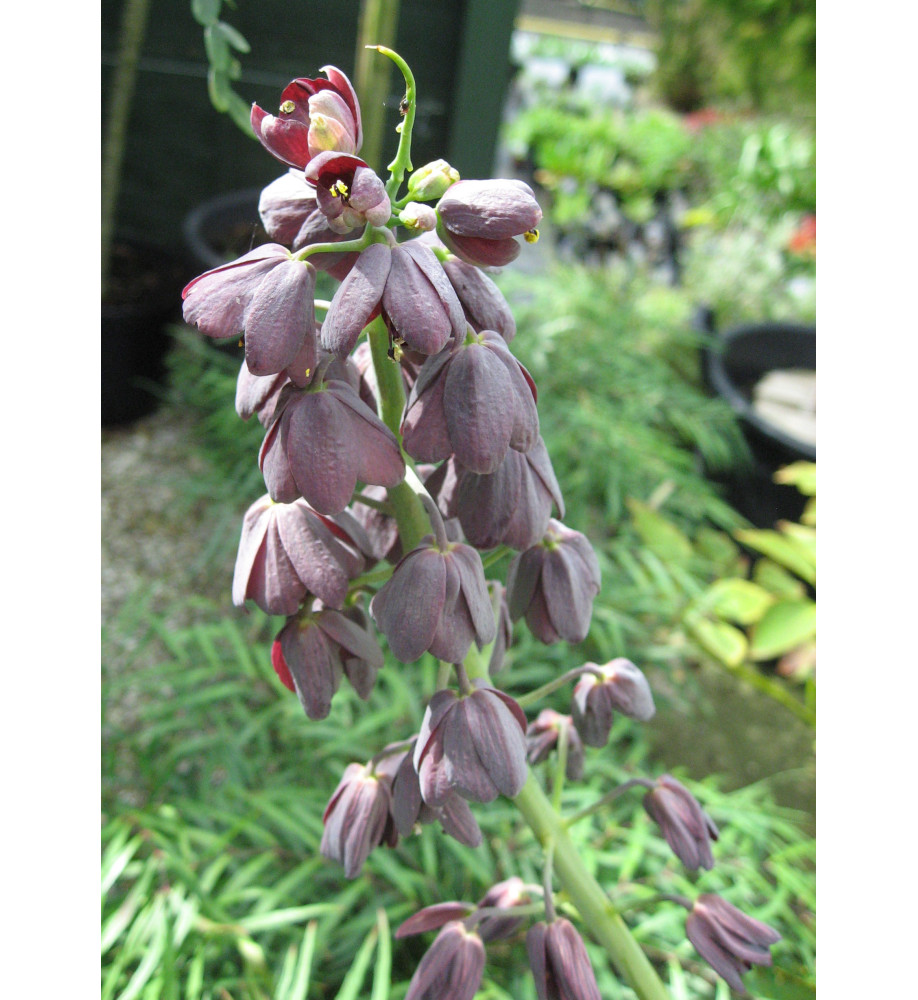 Fritillaria persica Adiyaman (bulb)