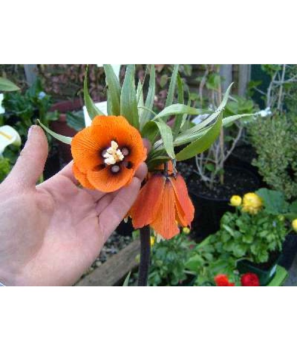 Fritillaria imperialis Rubra Maxima (bulb)