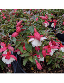 Fuchsia Alice Hoffman (2lt)