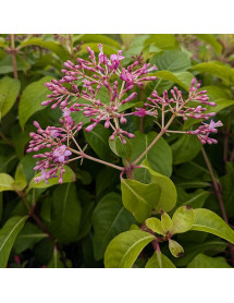 Fuchsia arborescens (7.5lt)