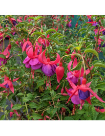 Fuchsia Army Nurse (1lt)