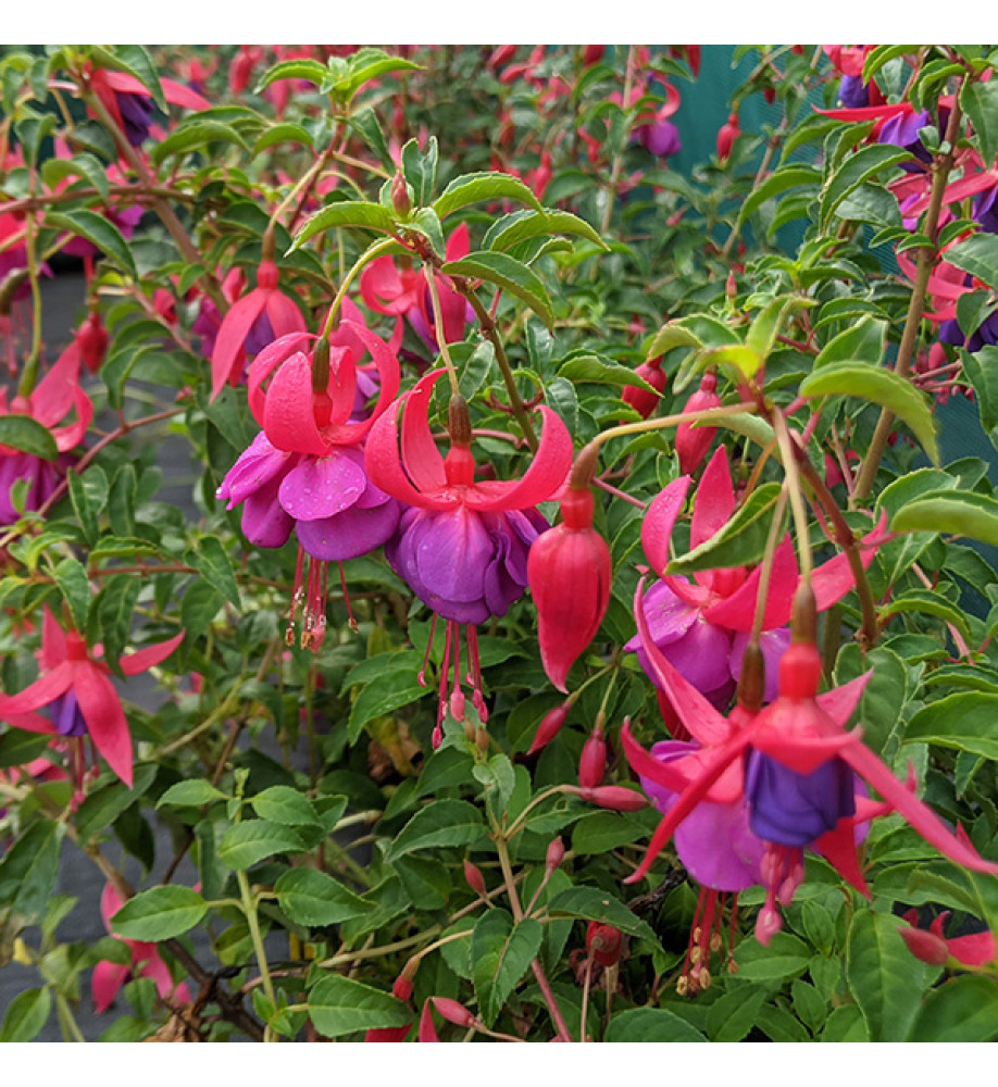 Fuchsia Army Nurse (1lt)