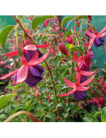Fuchsia Army Nurse (1lt)