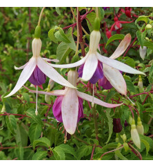 Fuchsia Deltas Sarah (5lt)