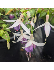 Fuchsia Deltas Sarah (2lt)