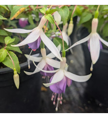 Fuchsia Deltas Sarah (5lt)
