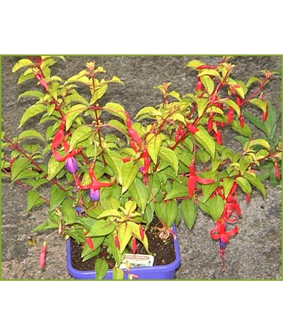 Fuchsia Genii (2lt)