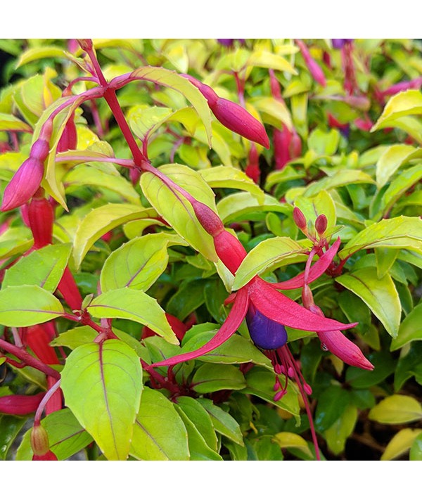 Fuchsia Genii (2lt)