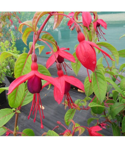 Fuchsia Lady Boothby (2lt)