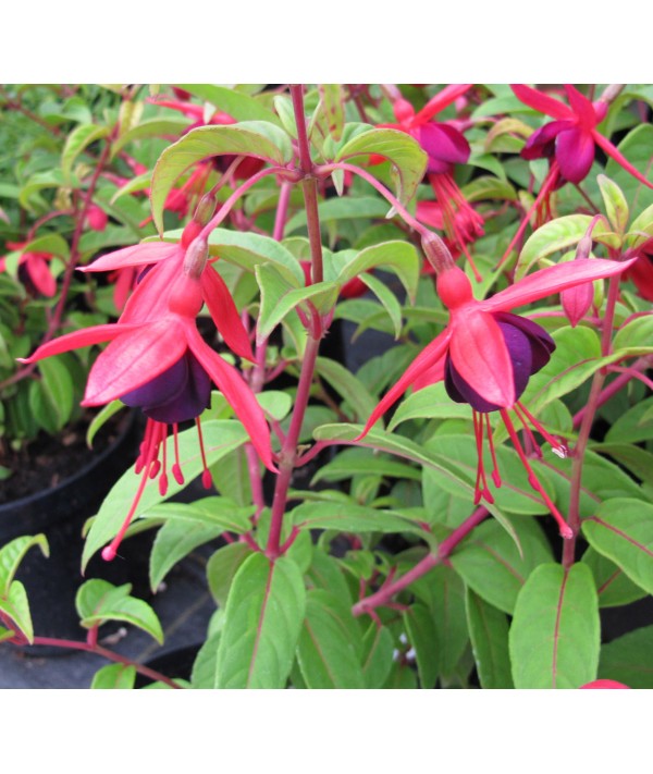 Fuchsia Lady Boothby (2lt)